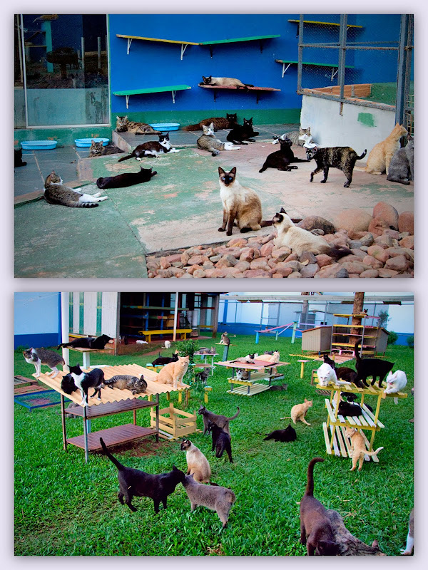 collage of two photos of cats in a sanctuary in Brazil